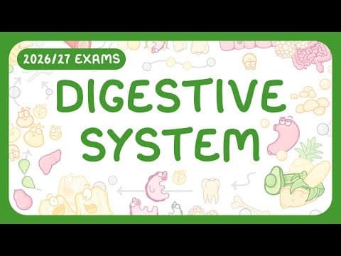 Thumbnail for The Digestive System by Cognito