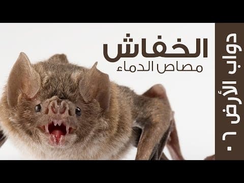 Thumbnail for كائن الليل ومصاص الدماء الحقيقي - الخفاش by Hazen | هيزن