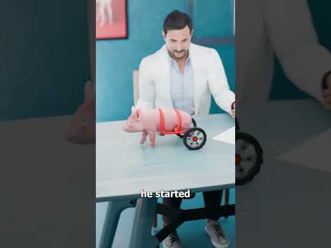 Thumbnail for Vet Builds A Wheelchair For A Paralyzed Pig 😮 by Zack D. Films