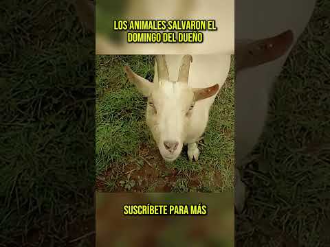 Thumbnail for 😂 Los animales salvaron el domingo del dueño #shorts by Cine Rush