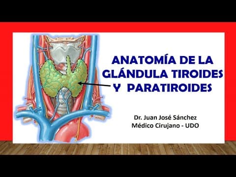 Thumbnail for 🥇 ANATOMÍA DE LA GLÁNDULA TIROIDES Y PARATIROIDES. Fácil, Rápida y Sencilla by Anatomía Fácil por Juan José Sánchez