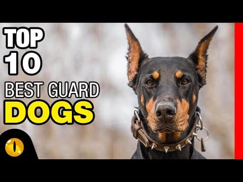 Thumbnail for TOP 10 BEST GUARD DOG BREEDS by Animaltube