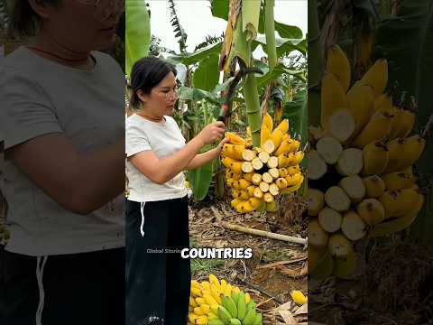 Thumbnail for They Grow Bananas… But Not for Fruit 😱 by Global Stories 