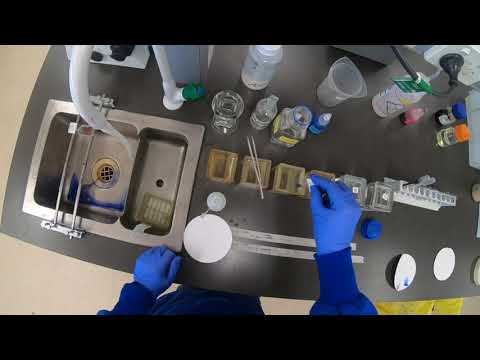 Thumbnail for Masson's Trichrome and MSB staining protocols by Damien Harkin