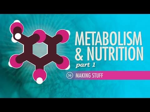 Thumbnail for Metabolism & Nutrition, Part 1: Crash Course Anatomy & Physiology #36 by CrashCourse