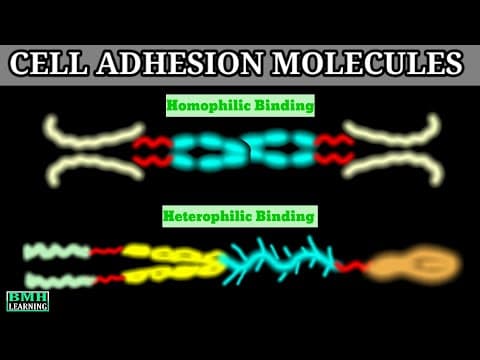 Thumbnail for Cell Adhesion Molecules | CAMS | Cadherin, Integrin, IGCAMS, Selectin | by BMH learning