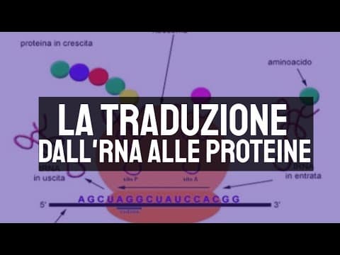 Thumbnail for La traduzione: dall'RNA alle proteine 🧬 by antonio meridda