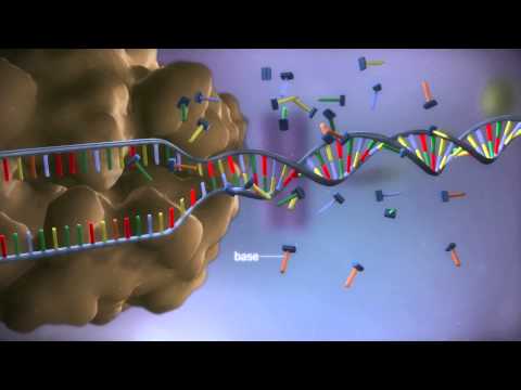 Thumbnail for From DNA to protein - 3D by yourgenome