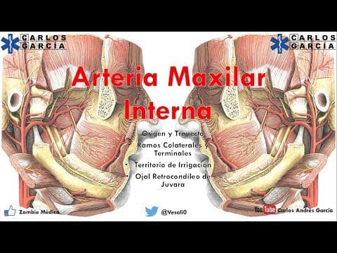 Thumbnail for Anatomía - Arteria Maxilar Interna (Origen, Trayecto y Relaciones, Ramas) by Dr. Carlos Andrés García