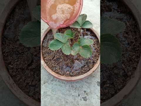 Thumbnail for স্ট্রবেরি গাছ দ্রুত বৃদ্ধি করতে সরিষার খৈল পঁচার ব্যবহার#স্ট্রবেরি #strawberry  #gardening #shorts by Shanta,s plant