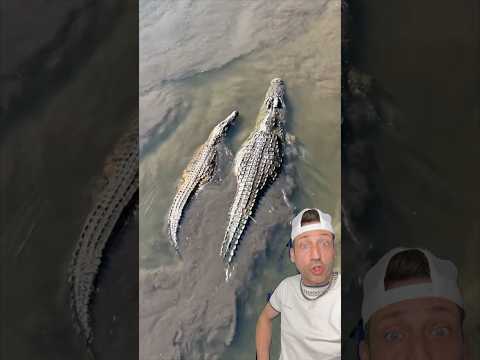 Thumbnail for The Nile Crocodile is TERRIFYING by Odd Danny