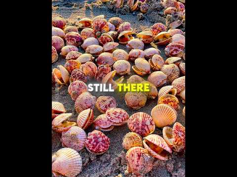 Thumbnail for This Man SAVED a Scallop and Her Babies 🐚♥️ #USA by GJShortz