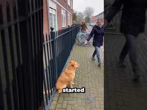 Thumbnail for The Dog Tried to Warn Them Every Day… No One Expected This Ending by Pawverse Stories