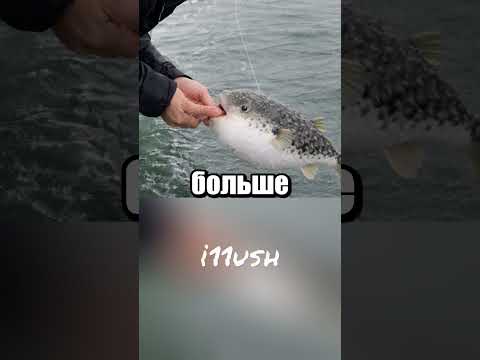 Thumbnail for Как фугу почти перестала быть ядовитой 🐡 🇯🇵 by i11ushenka