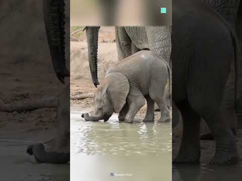Thumbnail for Cute Baby Elephant 🐘 by Facts Dastan