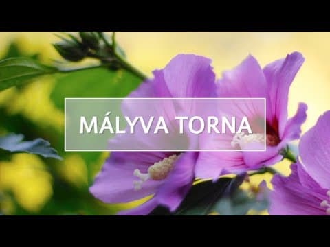 Thumbnail for "A 6. héttől a 3. hónapig", Gyógyulást Segítő Program, gyógytorna - Mályvavirág Alapítvány by Mályvavirág Alapítvány / Mallow Flower Foundation