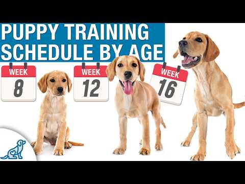 Thumbnail for Your Complete Puppy Training Schedule By Age by McCann Dog Training