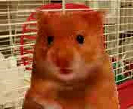 Thumbnail for ORIGINAL swearing harry the hamster dating video by k9oggy