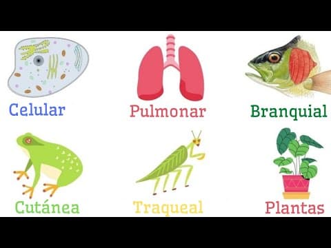 Thumbnail for TIPOS DE RESPIRACIÓN: Celular, Pulmonar, Branquial, Traqueal, Cutánea, Plantas🦁🐟🌳🦠 by Astraway