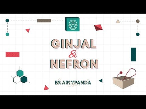 Thumbnail for Ginjal: Anatomi dan Fisiologi | Ilmu Biomedik Dasar | Brainy Panda by Brainy Panda