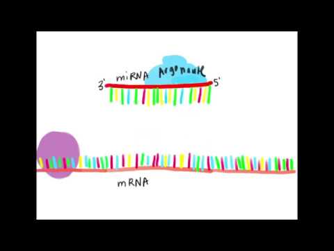 Thumbnail for MicroRNA and Gene Silencing by Biman Xie