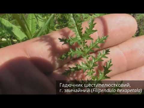 Thumbnail for Гадючник by Ольга Щербакова