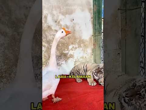 Thumbnail for Harimau kecil di latih bebek angsa perkasa‼️🐅🐅🦢 #shorts #animals #trending #hiburan #harimau by Atomic Channel