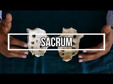 Thumbnail for Sacrum by Viva Voce of Anatomy