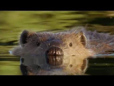 Thumbnail for Beaver Lodge Construction Squad | Attenborough | BBC Earth by BBC Earth