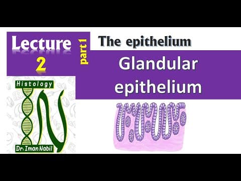 Thumbnail for 2a- Glandular epithelium-Histology by Dr. Iman Nabil Histology for medical students