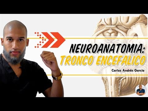 Thumbnail for Anatomía - Tronco Encefálico (Mesencéfalo, Puente y Médula Oblongada) by Dr. Carlos Andrés García