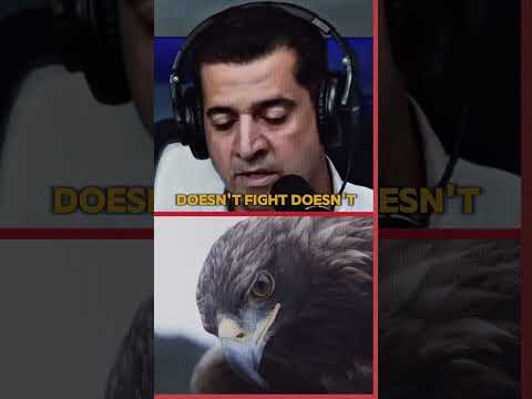 Thumbnail for Focus on The Climb - The EAGLE & The CROW by Stories by Eris