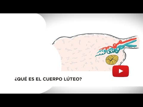 Thumbnail for ¿Qué es el cuerpo lúteo? by Instituto Bernabeu