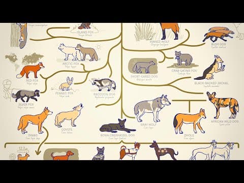 Thumbnail for TODOS OS CACHORROS! | Minuto da Terra by Minuto da Terra