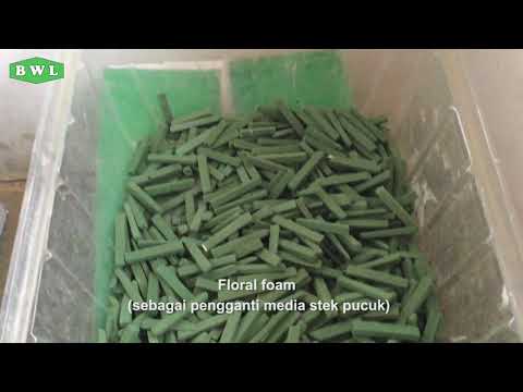 Thumbnail for Tahapan stek meranti Merah di PT.Balikpapan Wana Lestari by balikpapan wana lestari