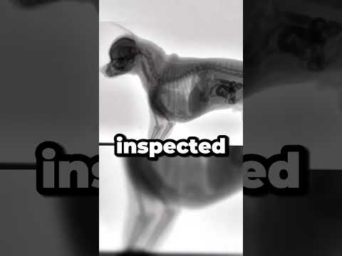 Thumbnail for Puppy diplomacy #sovietstories #funfact #soviets by Soviet Stories with Yuri