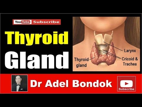 Thumbnail for Anatomy of the Thyroid Gland, Dr Adel Bondok Making Anatomy Easy by Dr Adel Bondok Anatomy Channel