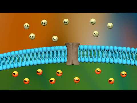 Thumbnail for Mechanism of action of digoxin by Elsevier India