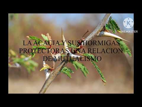 Thumbnail for Mutualismo: Acacia y hormiga by rubi castillo