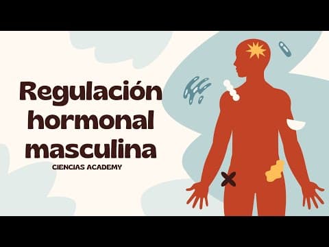 Thumbnail for Regulación hormonal masculina by Ciencias Academy