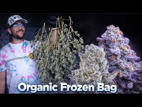 Thumbnail for ORGANIC FROZEN BAG | A START TO FINISH CANNABIS GROW DOCUMENTARY by Mr. Canucks Grow
