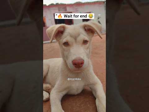Thumbnail for 🔥Last tak dekhna 😂!! Puppy Diaries 🐶 #youtubeshorts #shorts #dog #funny #trending by Puppy Diaries
