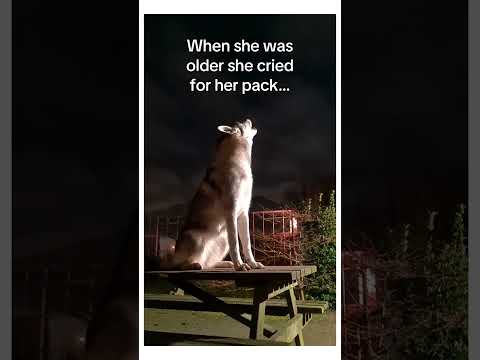 Thumbnail for Wait for it… #wholesome #animals by AJanimalking 