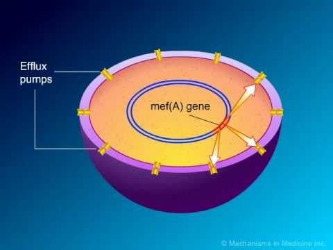 Thumbnail for Macrolides: Mechanisms of Action and Resistance by Mechanisms in Medicine