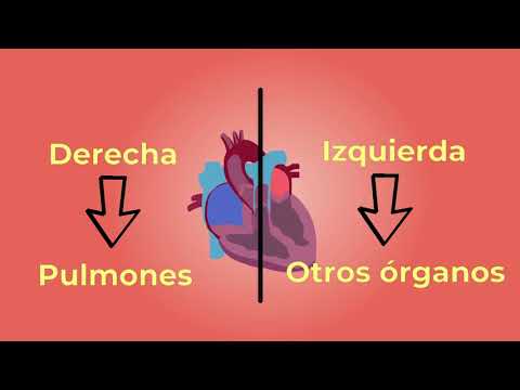 Thumbnail for CIRCULACIÓN SANGUÍNEA (paso a paso) by Área Gálenica