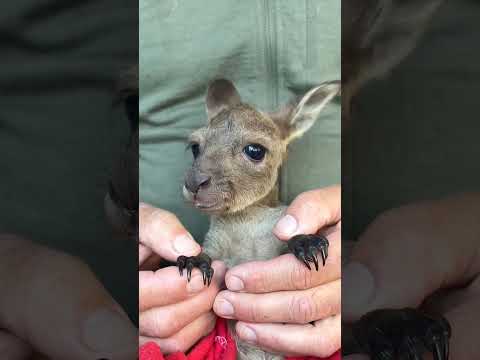 Thumbnail for Things Baby Animals won’t tell you 🐾🤫 (Part 2) by Fact Sky Shorts 