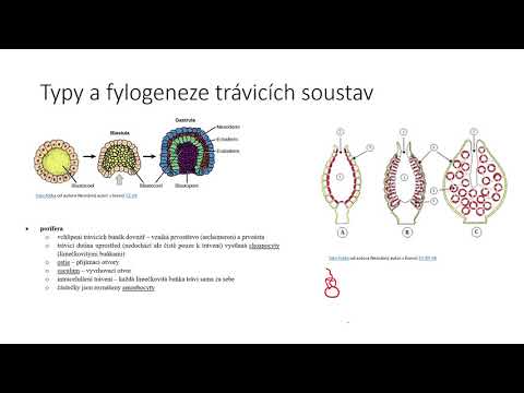 Thumbnail for Fylogeneze trávicích soustav bezobratlých by Jaroslav Peřka