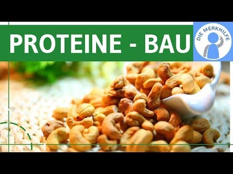 Thumbnail for Proteine - Bau & Struktur einfach erklärt - Genetik & Stoffwechselbiologie by Die Merkhilfe