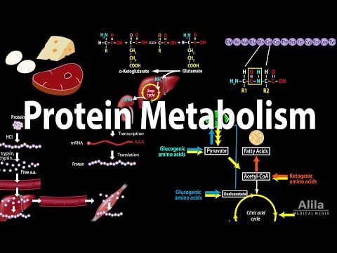 Thumbnail for Protein Metabolism Overview, Animation by Alila Medical Media