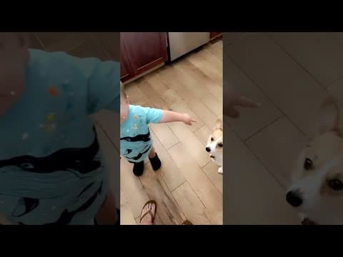 Thumbnail for Kiddo Wants to Share Whipped Cream with Corgi || ViralHog by ViralHog